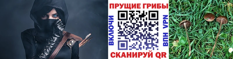 Псилоцибиновые грибы мицелий  цена   Тбилисская 